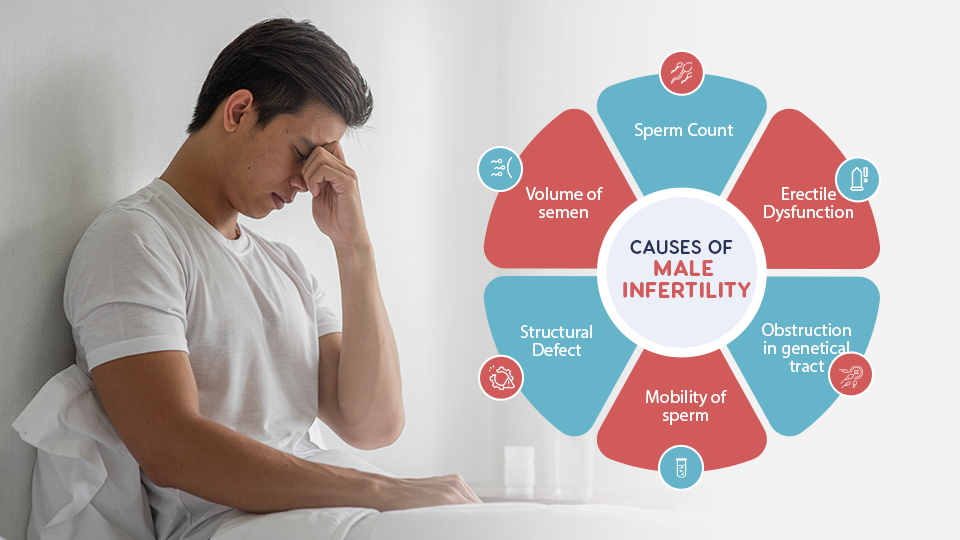 INFERTILITY PROFILE MALE (BASIC)	
