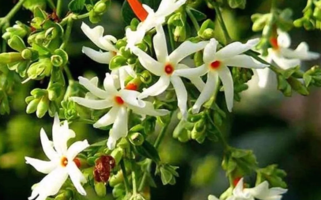 स्वर्ग से धरती पर श्री कृष्ण लाए ये फूल, इस तरह घर पर लगाएं, संभाले नहीं संभलेगा धन