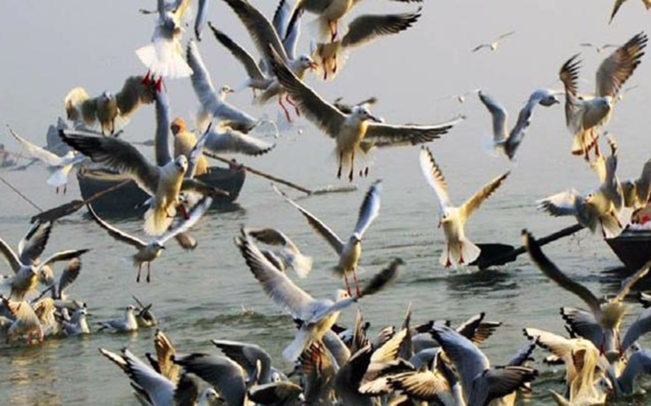 सर्दियों में साइबेरियन पक्षियों की 'चै चाहट' से गुलजार होने लगा बुंदेलखंड !