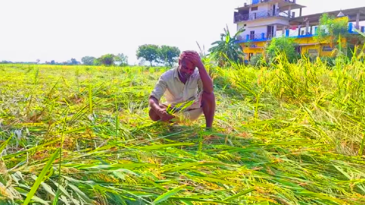 शोपियां के गांवों में भारी बारिश और ओलावृष्टि ने बागों को किया तबाह, किसानों ने की यें मांग