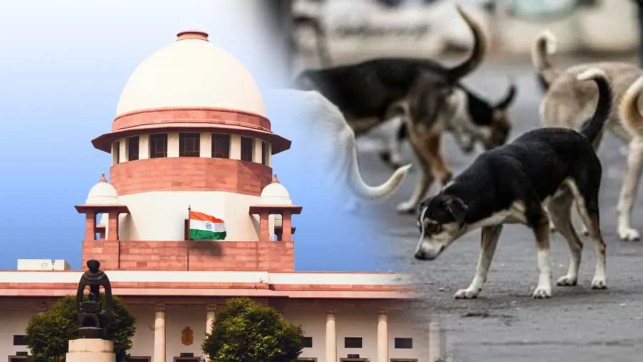 आवारा कुत्तों के मामले में सुप्रीम कोर्ट ने सुनवाई पूरी की, फैसला सुरक्षित