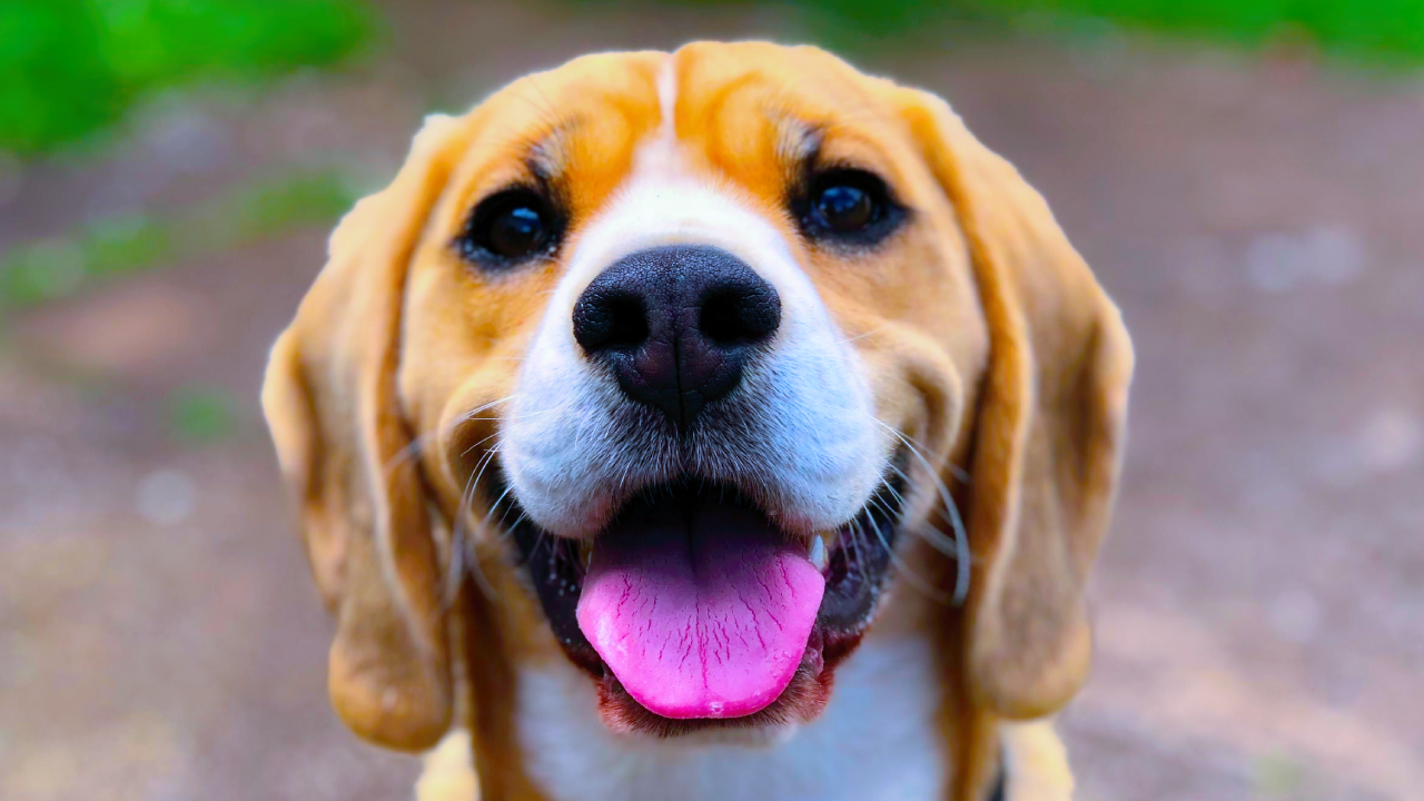 आवारा कुत्तों पर सुप्रीम कोर्ट का बड़ा फैसला, डॉग लवर्स को मिली राहत