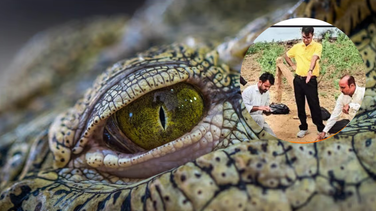 जैसलमेर में मिला 20 करोड़ साल पुराना फाइटोसॉरस जीवाश्म