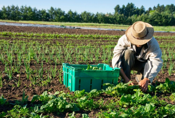 खाड़ी में तनाव और महंगे होते उर्वरक: भारत के सामने नई चुनौती