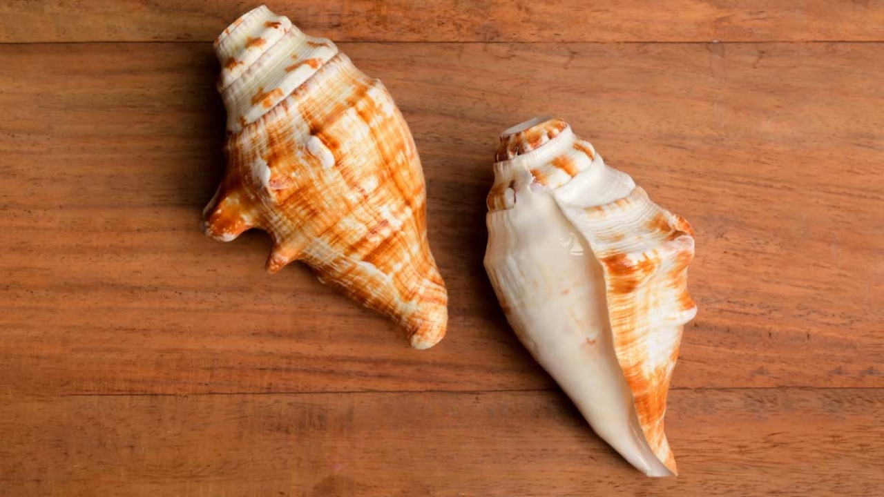 पूजा में क्यों जरूरी हैं दो शंख, एक छोटी गलती बिगाड़ सकती है शुभ फल, जानें सही नियम