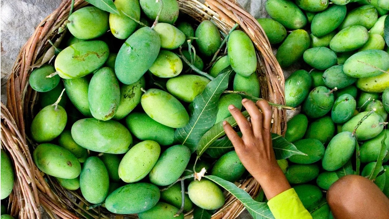 लंगड़ा आम का नाम कैसे पड़ा, बनारस के फकीर की कहानी ने बना दिया ‘फलों का सितारा’